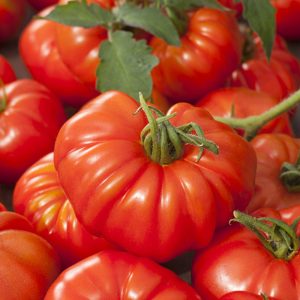 Tomate Marmande