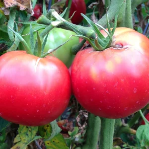 Tomate Rose de Berne
