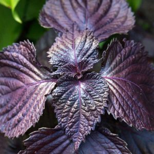 Perilla pourpre Shiso