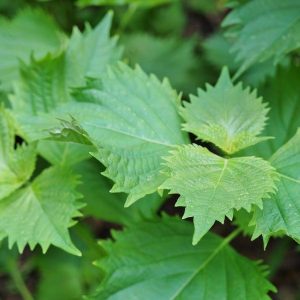 Perilla vert Shiso