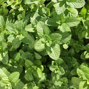 Menthe douce