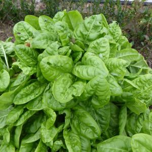 Oseille de Belleville