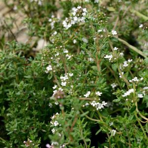 Thym d&rsquo;hiver