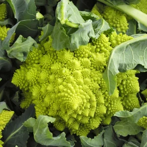 Chou romanesco Natalino