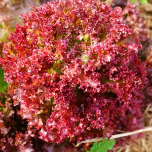 Salade à couper rouge Lollo Rossa