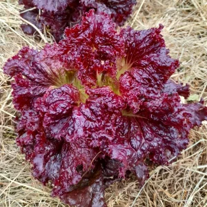 Salade à couper rouge Red Velvet