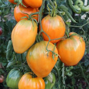 Tomate Ochsenherz orange