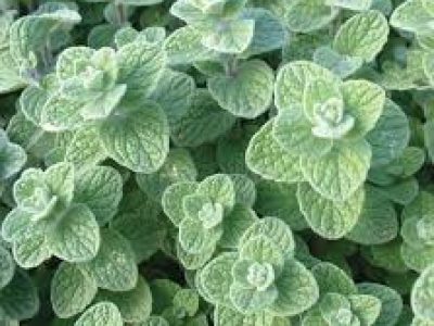 Origan de Syrie Zaatar