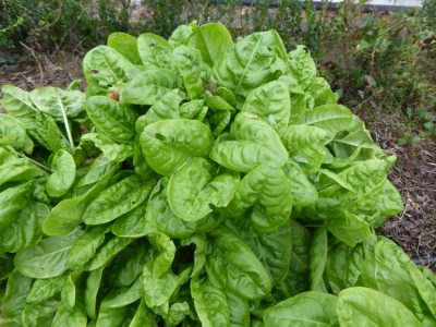 Oseille de Belleville