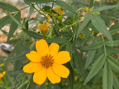 Tagète Passion Lemmonii