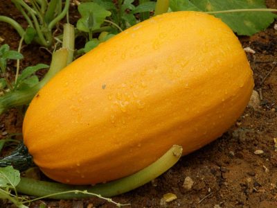 Courge spaghetti végétal