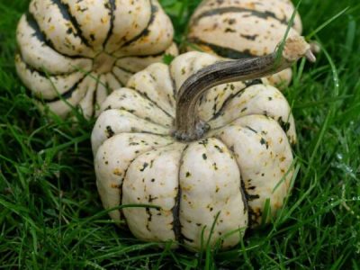 Courge sweet Dumpling