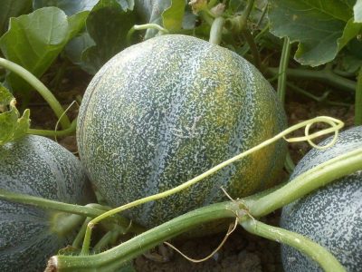 Melon petit gris de Rennes