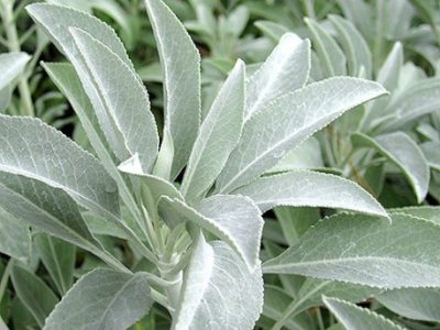 Sauge blanche de Californie (Sauge sacrée)